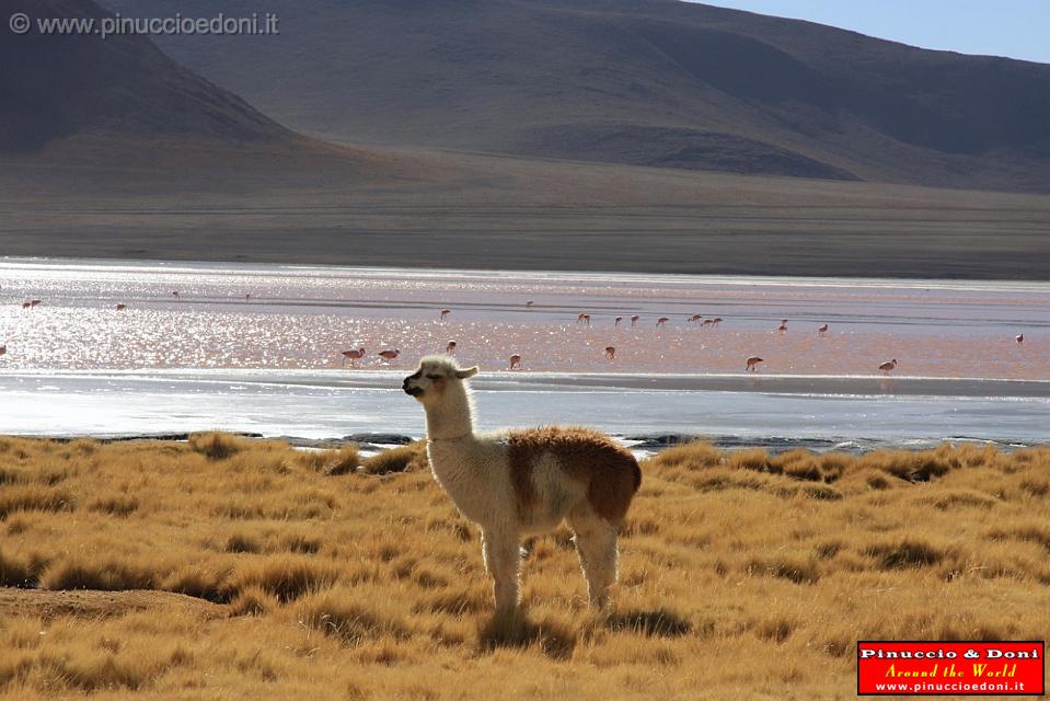 BOLIVIA 2 - Lama alla Laguna Colorada - 6.jpg